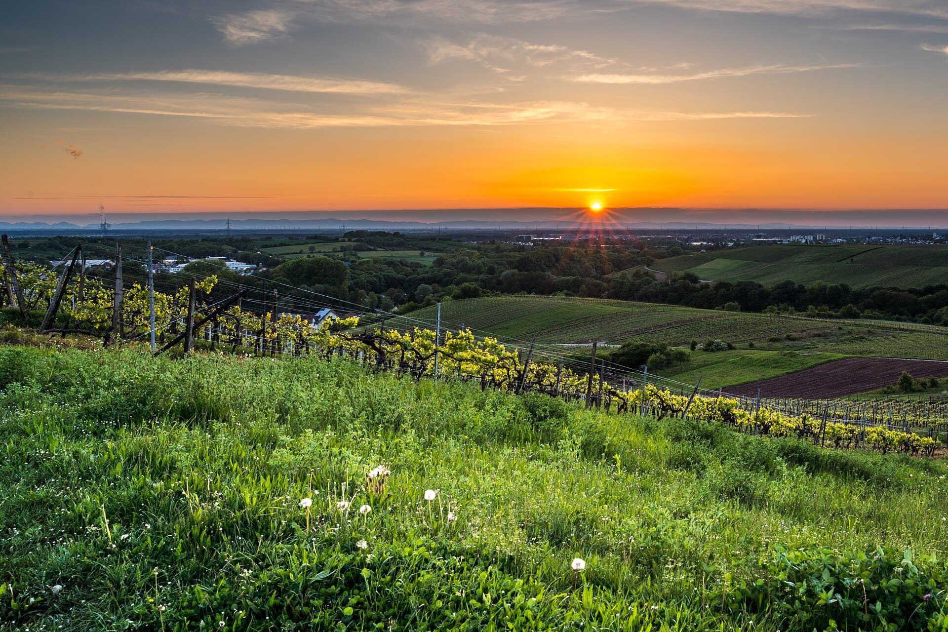 Sonnenuntergang über Weinbergen und Hügeln bei Rauenberg im Kraichgau